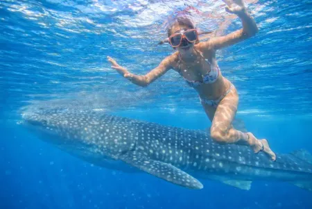 オスロブ ジンベイザメ